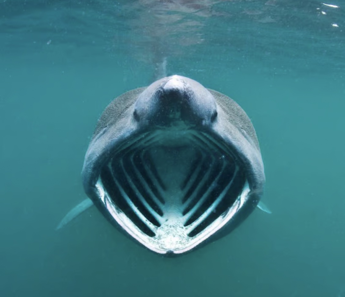 Swimming with Basking Sharks