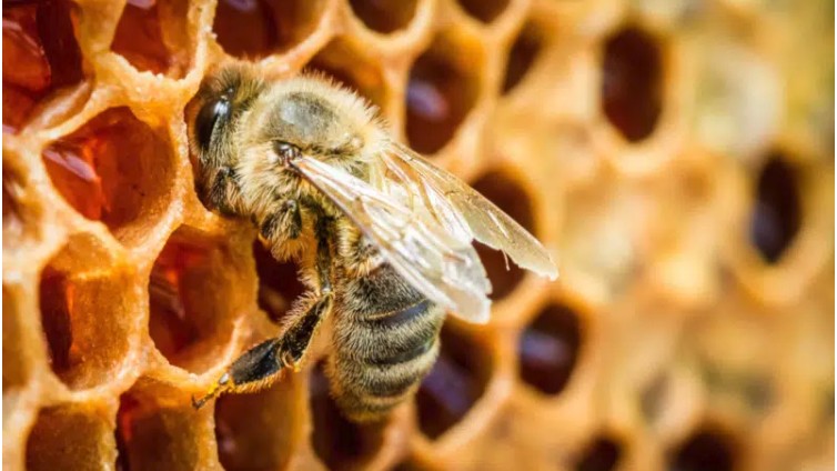 A honeybee on a honeycomb filled with honey