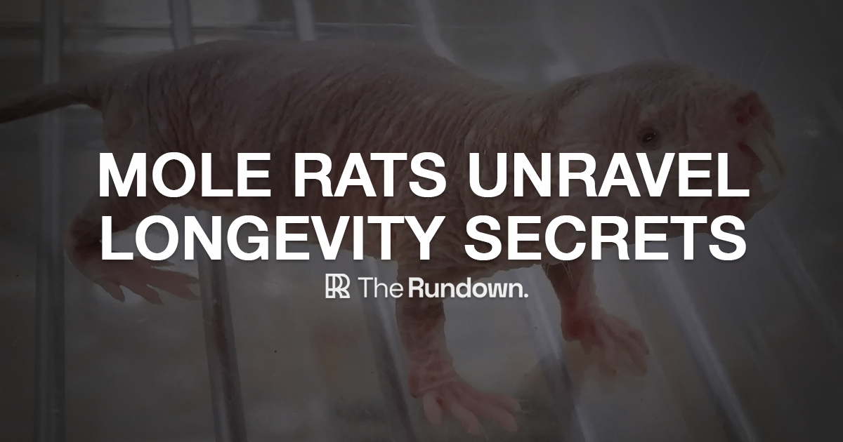 ⚡️ Rats unravel longevity secrets
