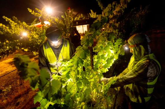 Early North Coast grape harvest collides with higher costs // Science Explains Why Wine Buying Makes People Nervous. One Retailer Profitably Took Notes