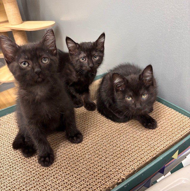 Three black DSH kittens available for adoption