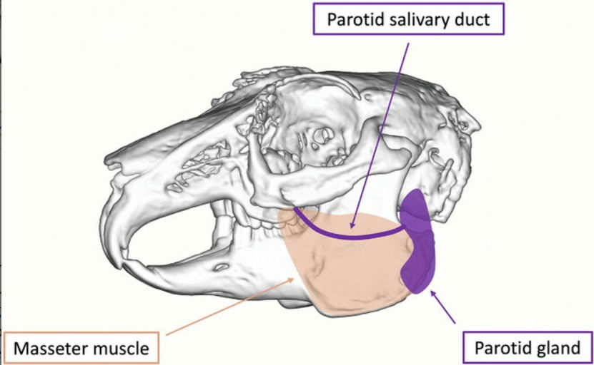 Cheek Swelling in Rabbits: CT Features That Distinguish Parotid ...