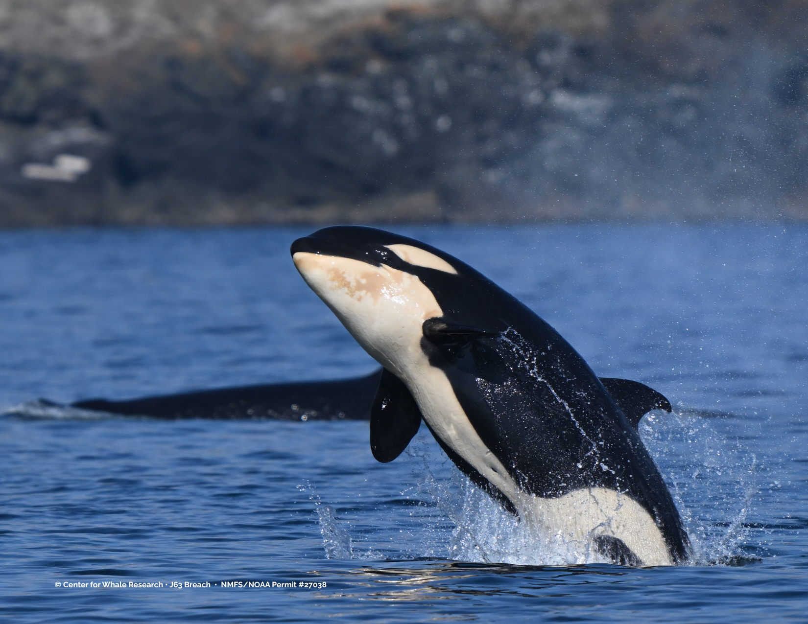 Oct 15 - Orca numbers treading water