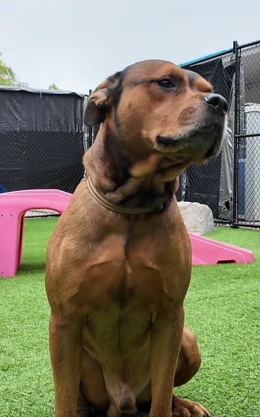 Chewy, a friendly Rottweiler and Mastiff mix available for adoption