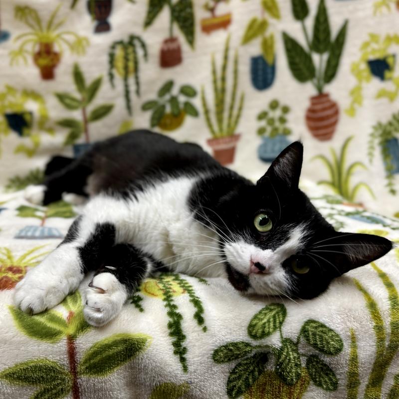 Coraline, a tuxedo cat available for adoption