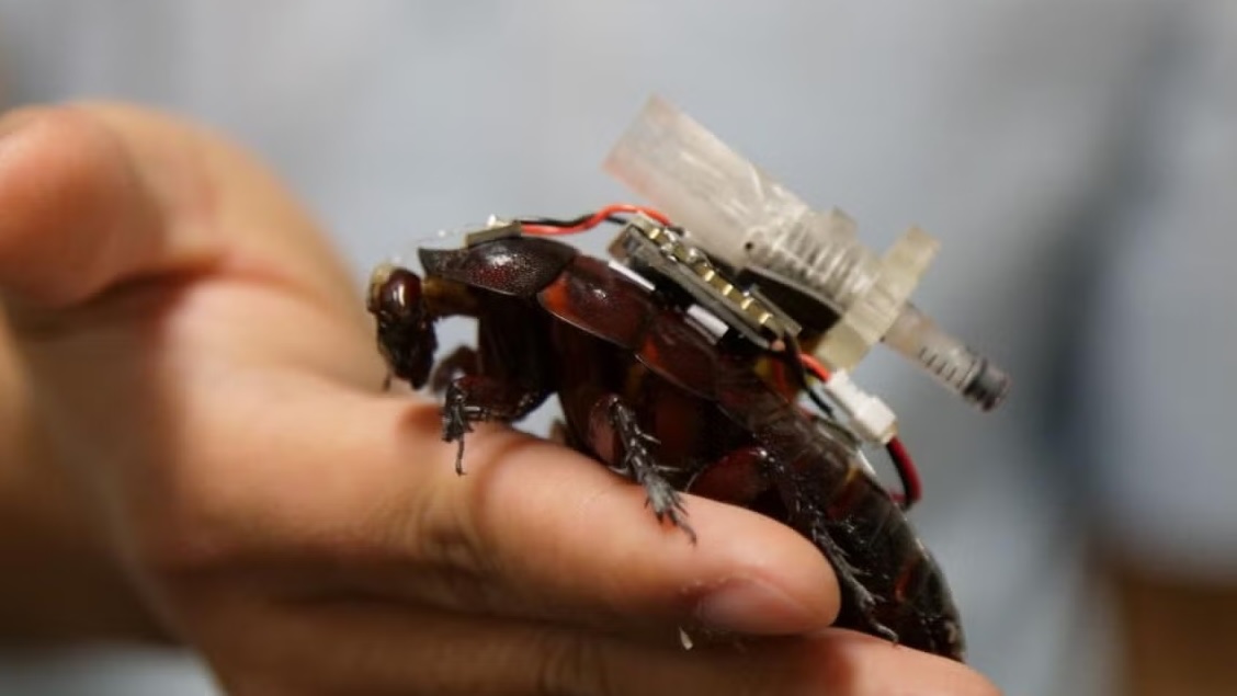 Cyborg roaches become tiny paramedics