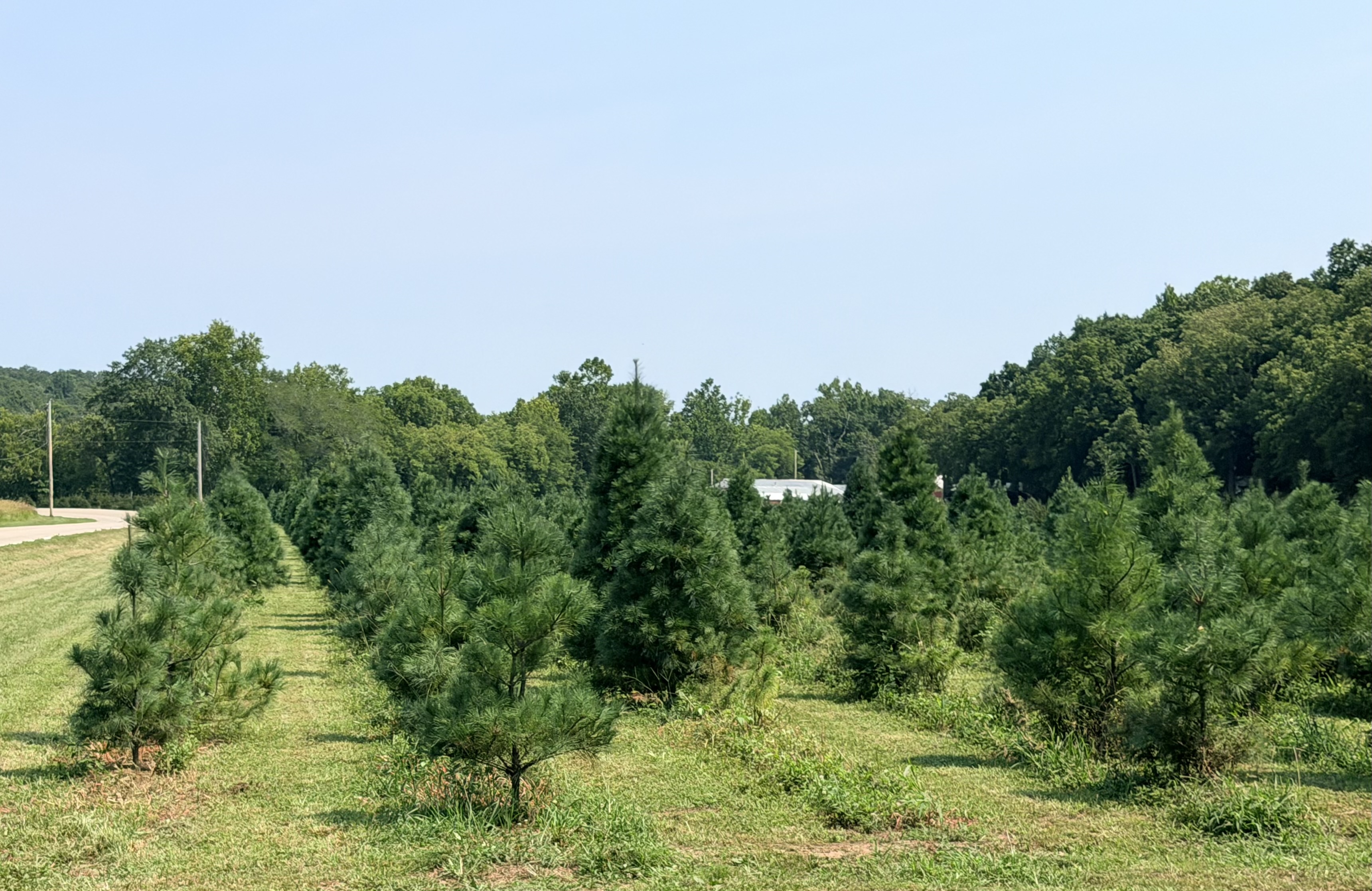 Young Christmas trees growing at Meert Tree Farm