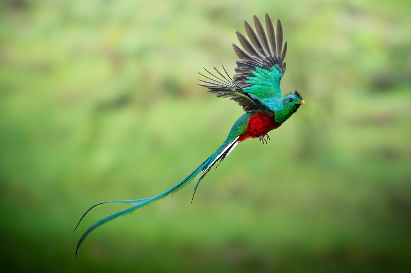 Resplendent Quetzal in flight, tail streamer trailing behind it, cloud forest canopy