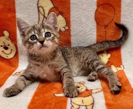 Adoptable 8-week-old kitten