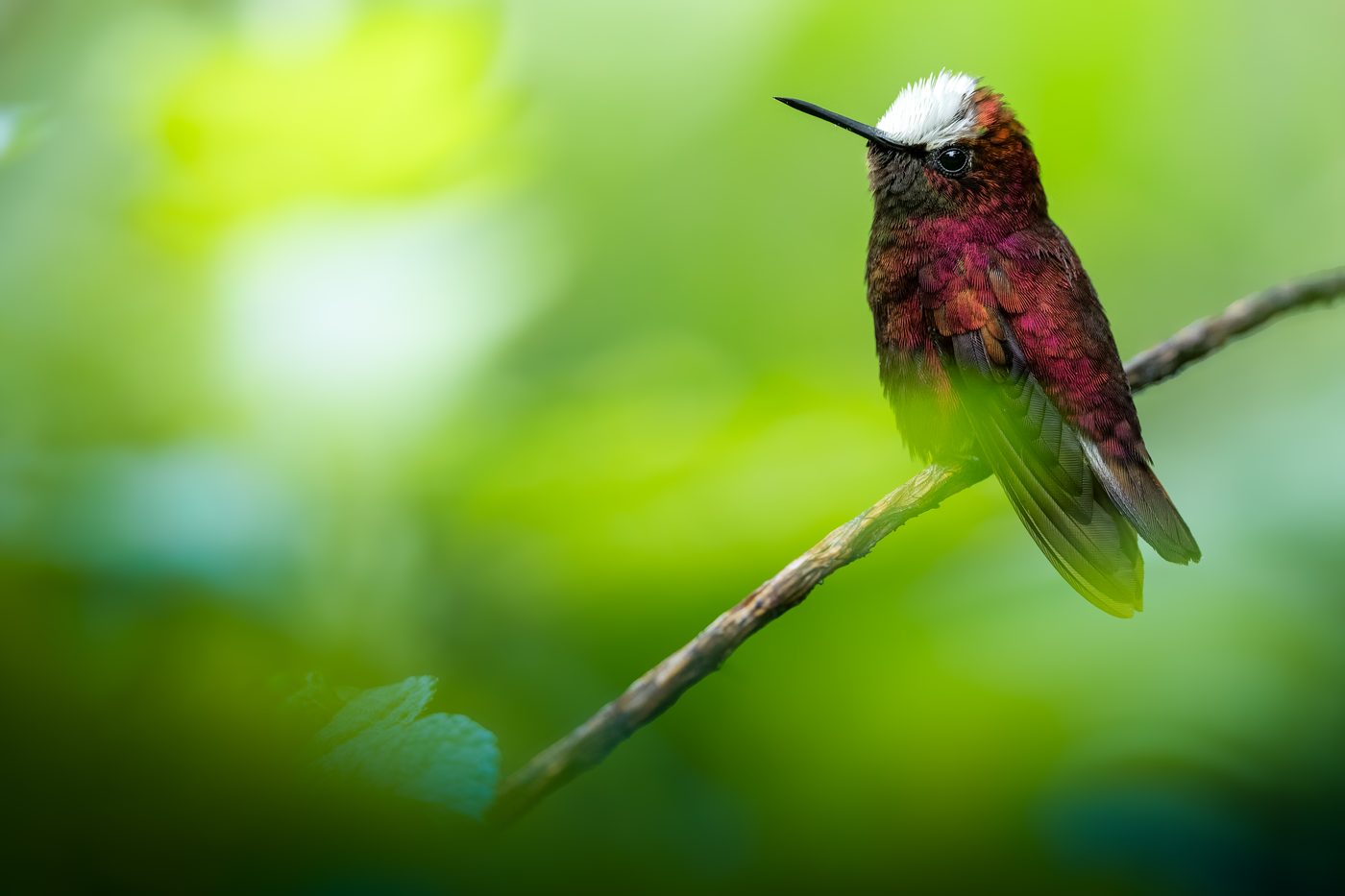 Male Snowcap perched on a thin branch, white cap against wine-purple plumage