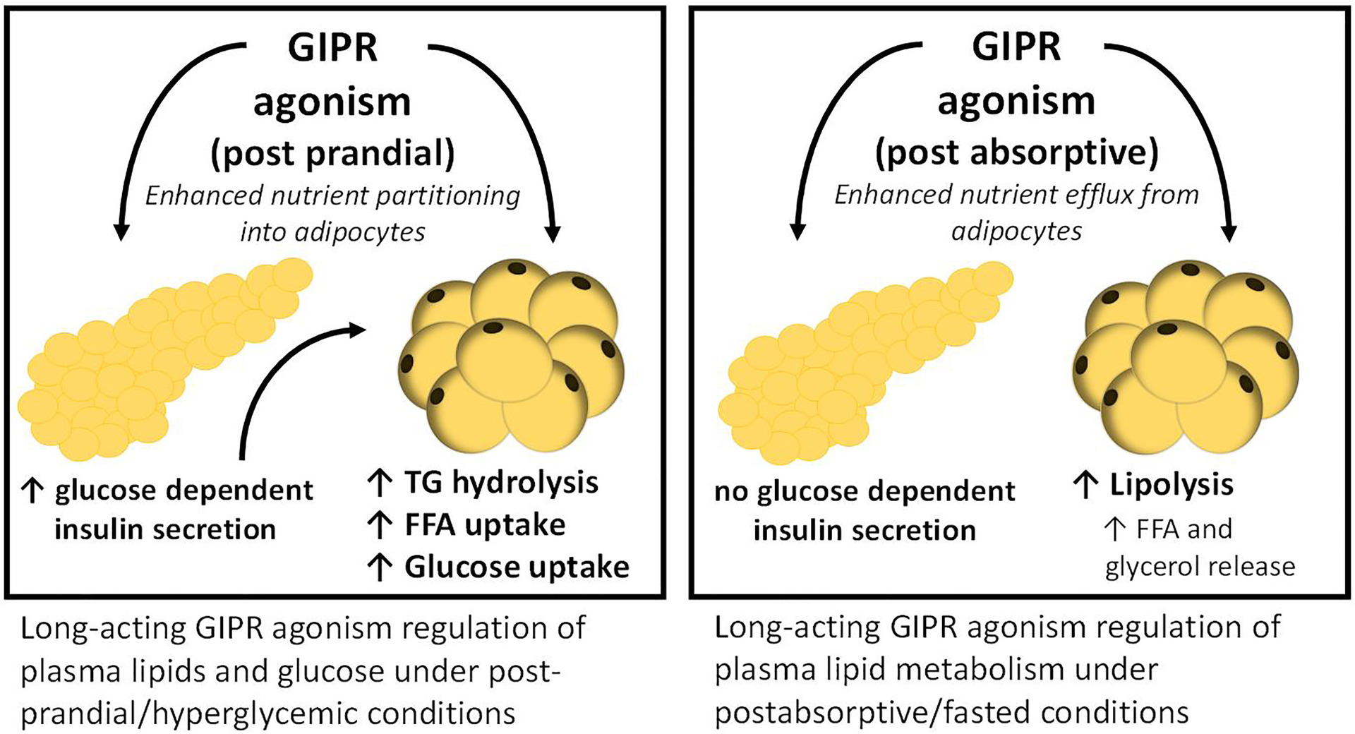 GIP: The gentle & sensitive incretin