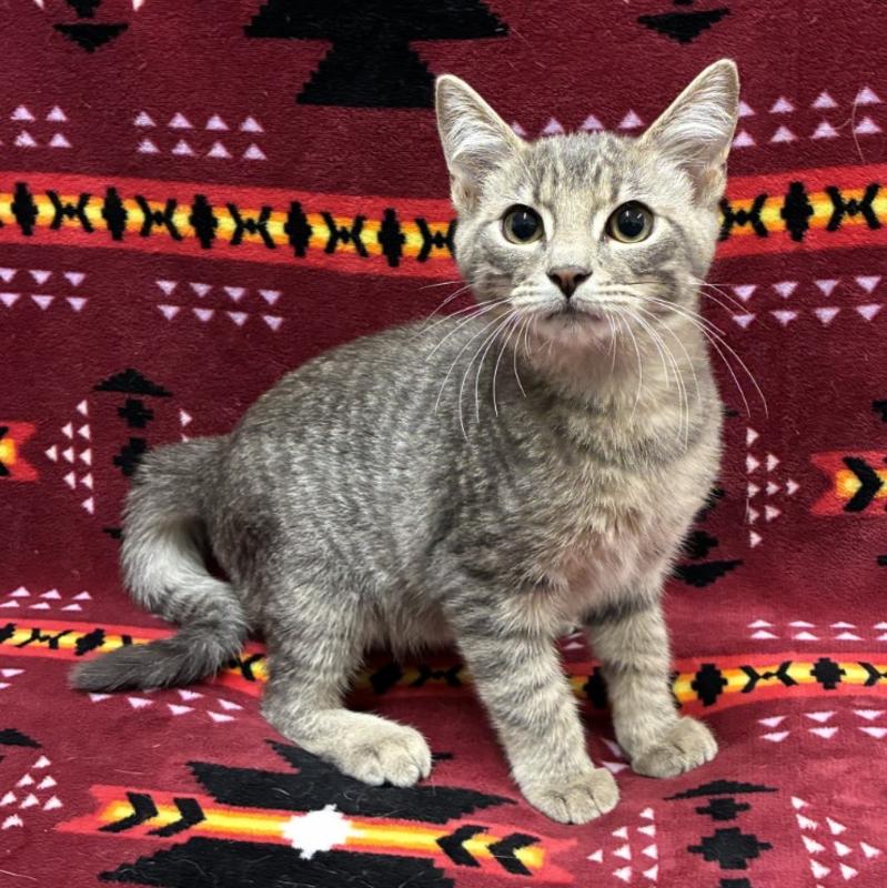 Adoptable grey tabby kitten, Animal ID 841302