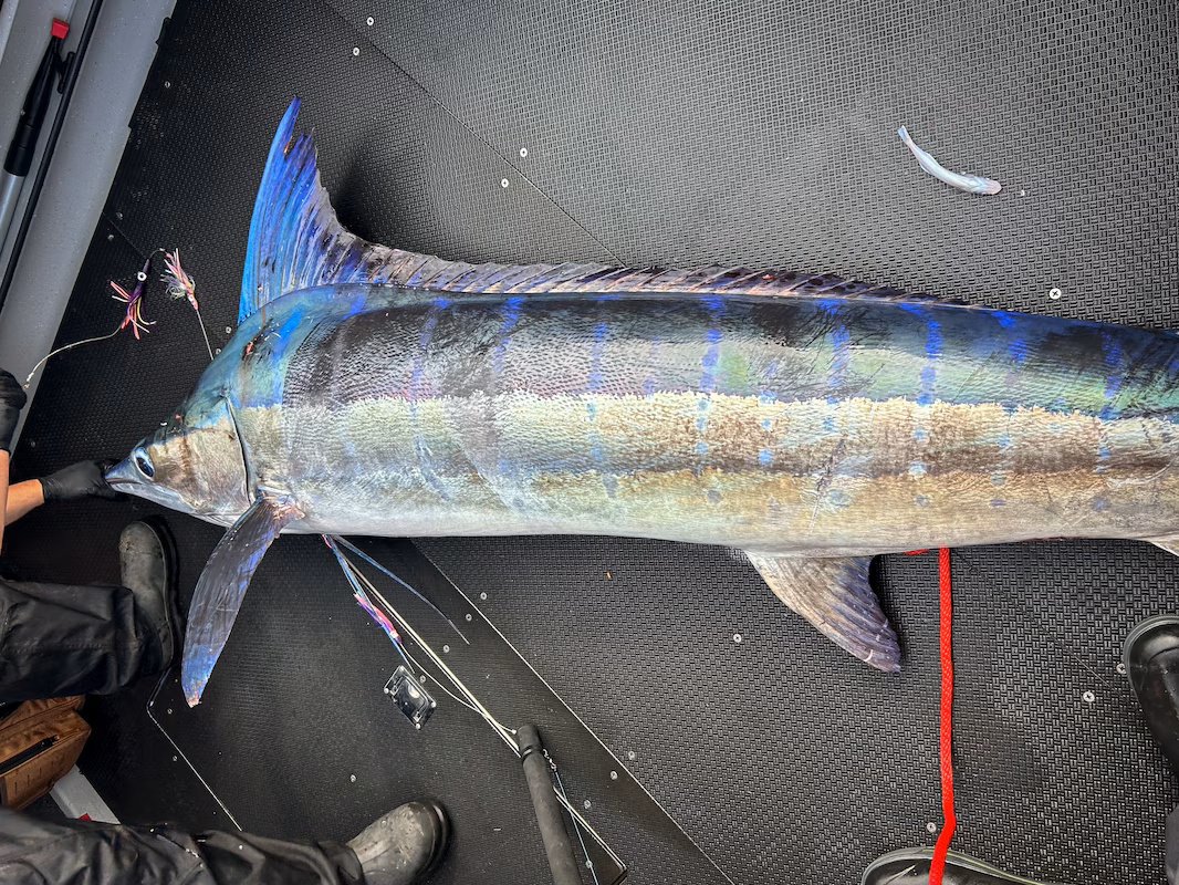 Anglers Stunned by 9-Foot Catch in Unlikely Waters