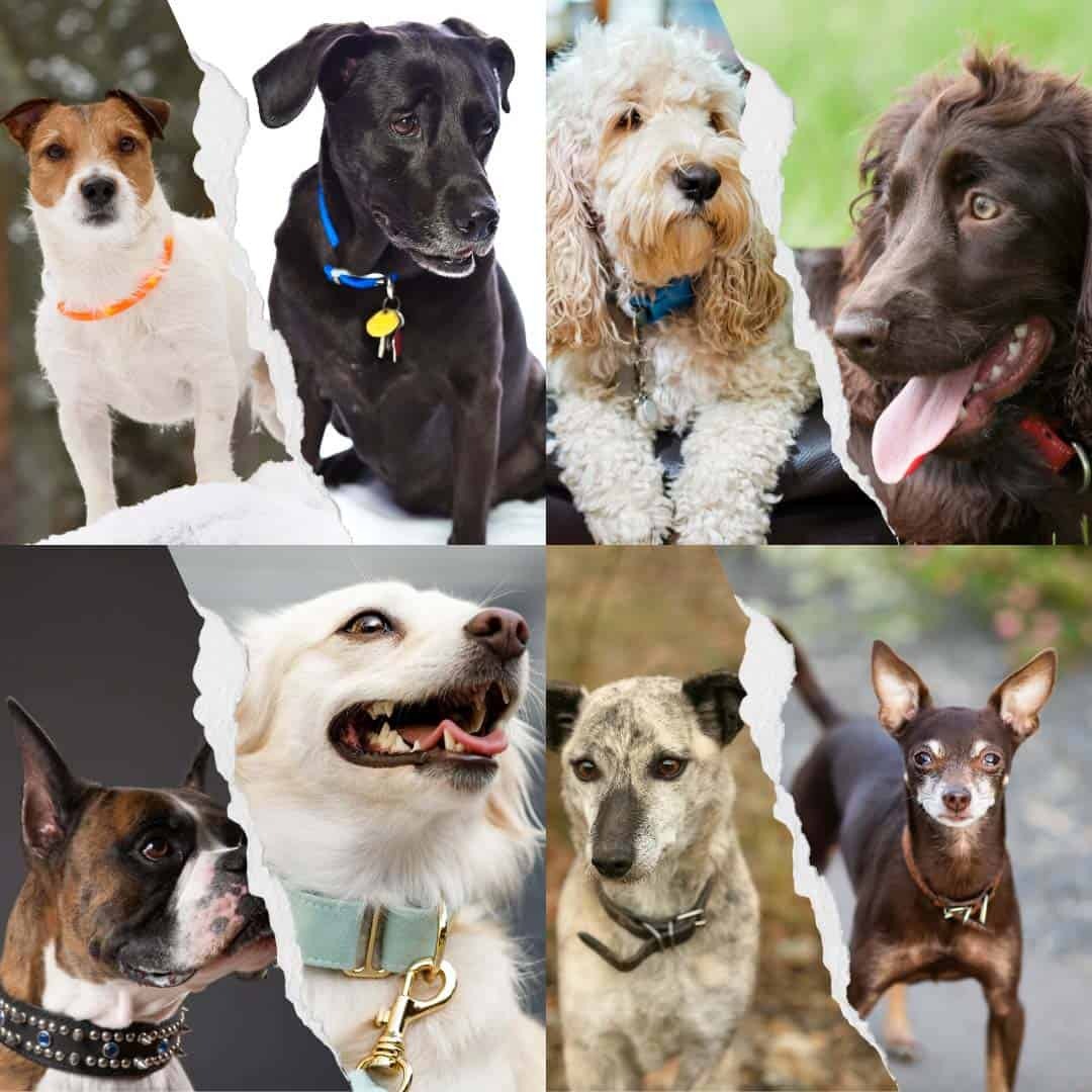 Should My Dog Wear a Collar All of the Time?