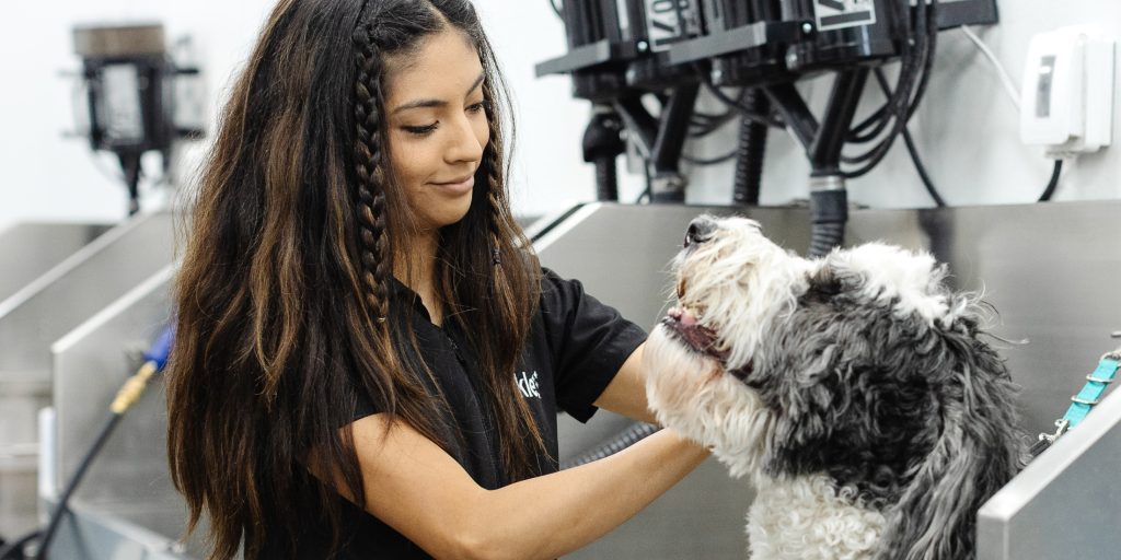 A Sparkle Grooming Co. employee cares for a dog at a salon bathing station. Courtesy of Sparkle Grooming Corp.