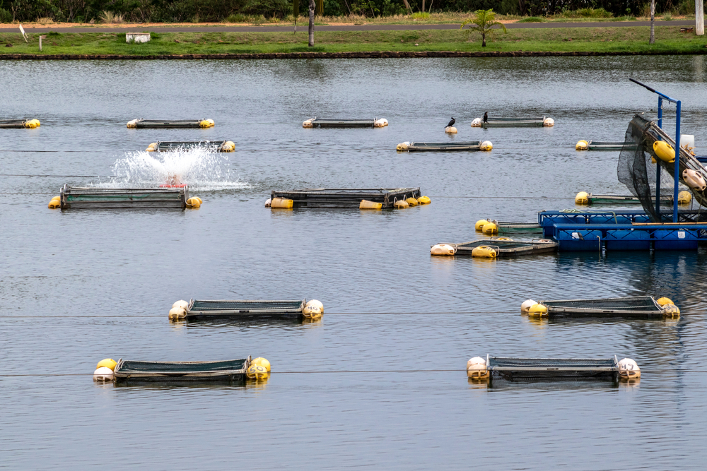 Tilapia: the most Brazilian of foreign fish species