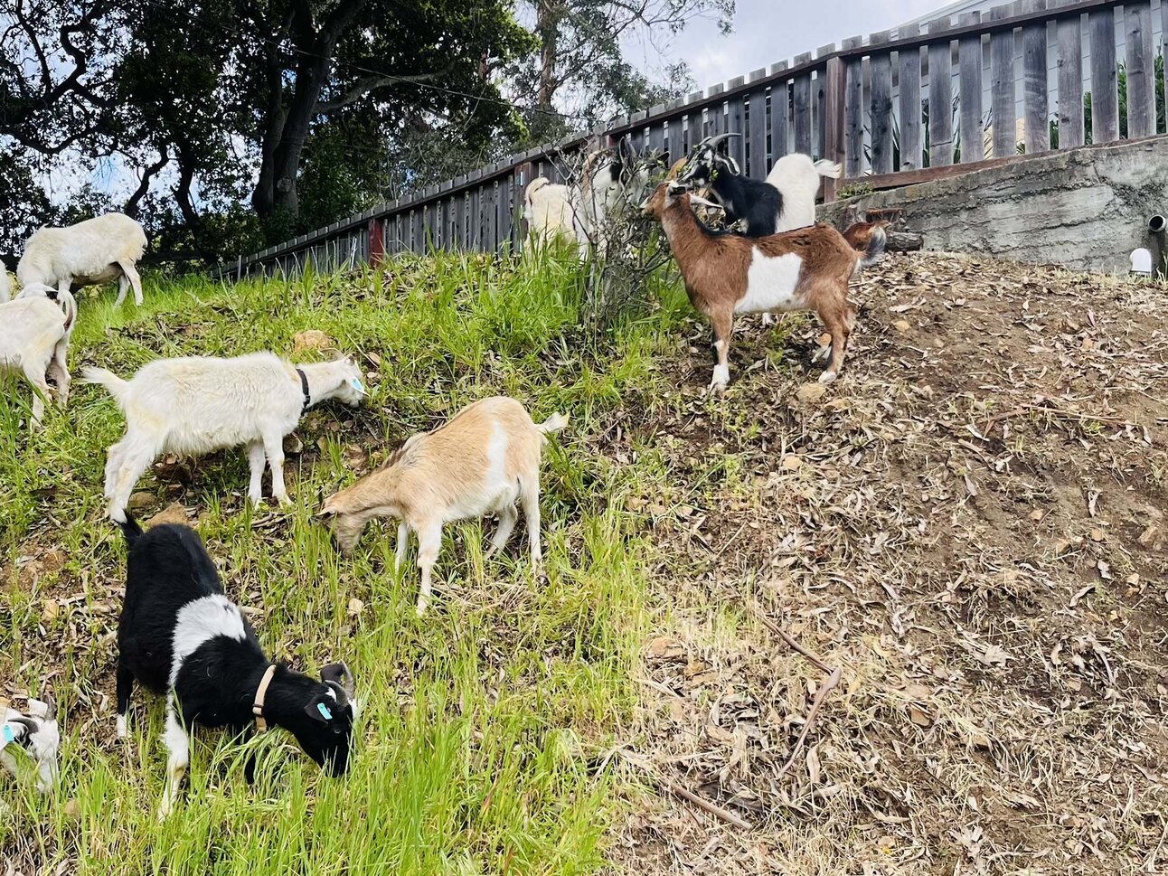 How 32 Goats Saved East Bay Homes from Fire