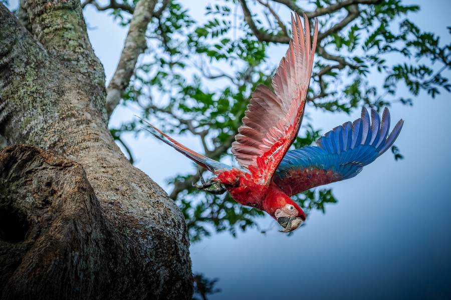 White-throated Toucan