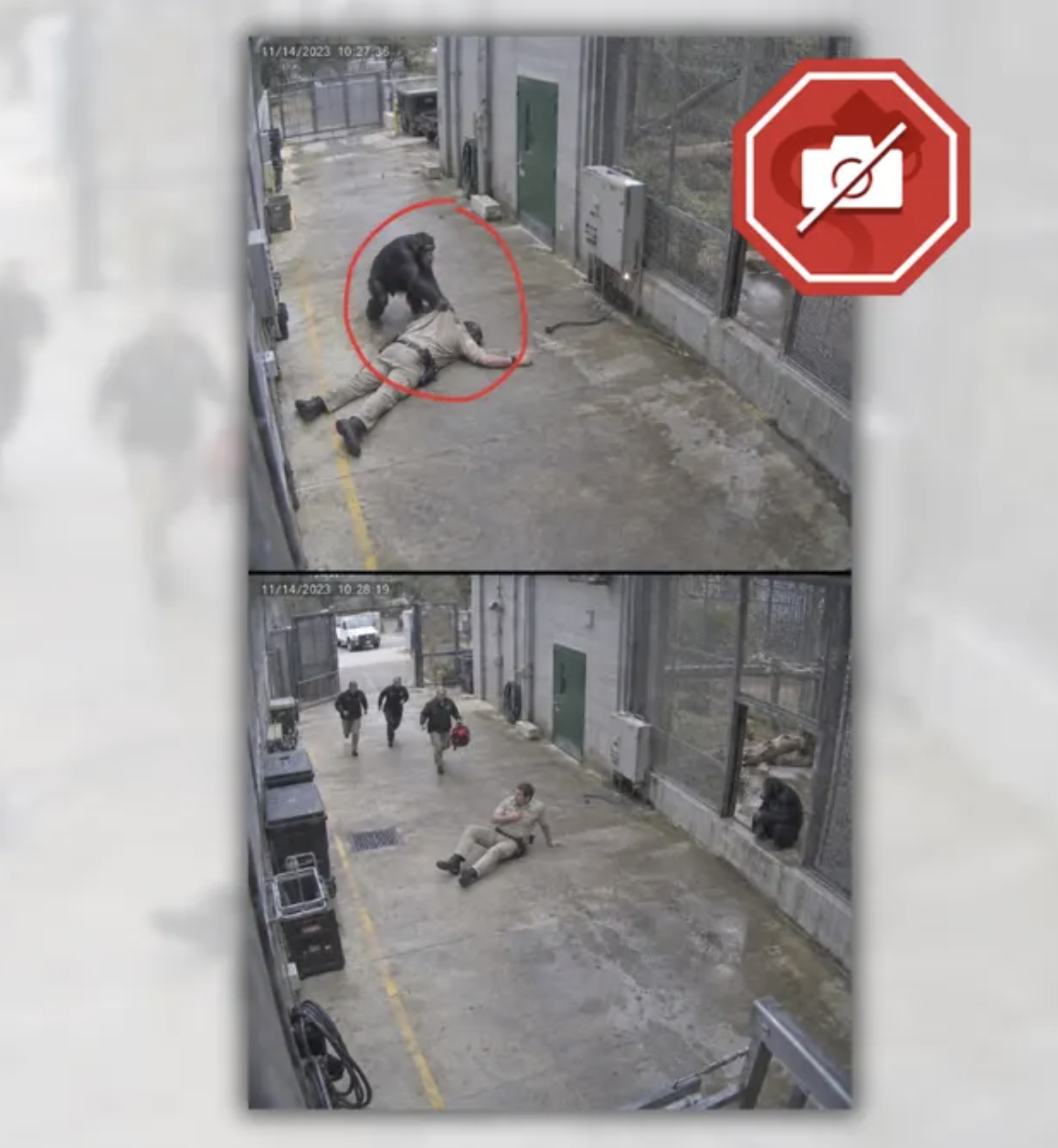 Security-camera-style footage showing a chimpanzee pulling an injured zookeeper away from electrical equipment, a rescue that never actually happened