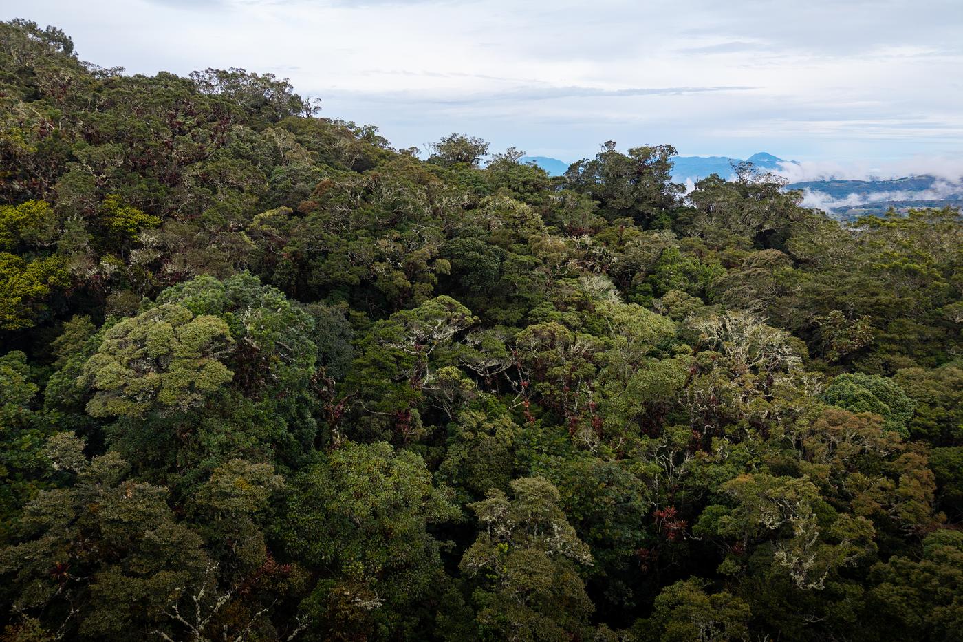 Cloud forest canopy from above, lichen-covered trees with mountains and low cloud beyond