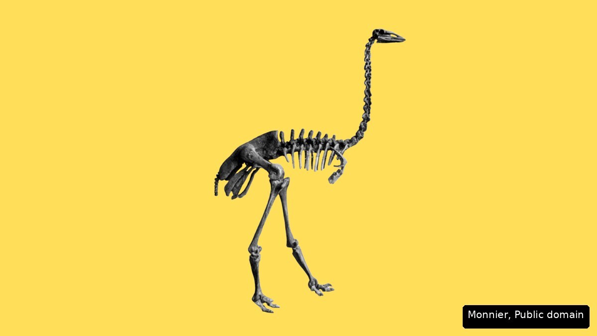 The skeleton of a giant elephant bird against a yellow background