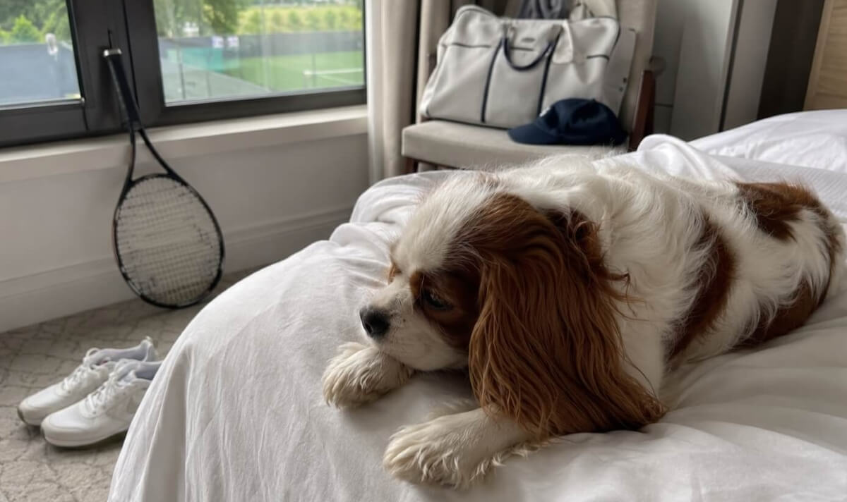Cavalier King Charles Spaniel resting on a hotel bed with tennis gear nearby and green courts visible through the window.