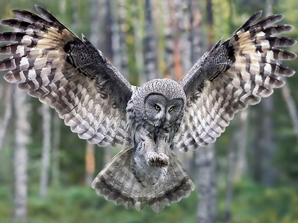 An owl in flight, shown in the Sands Point Preserve Owl Prowl program image.