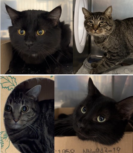 Barn cats available for adoption at the Jefferson County Animal Resource Center