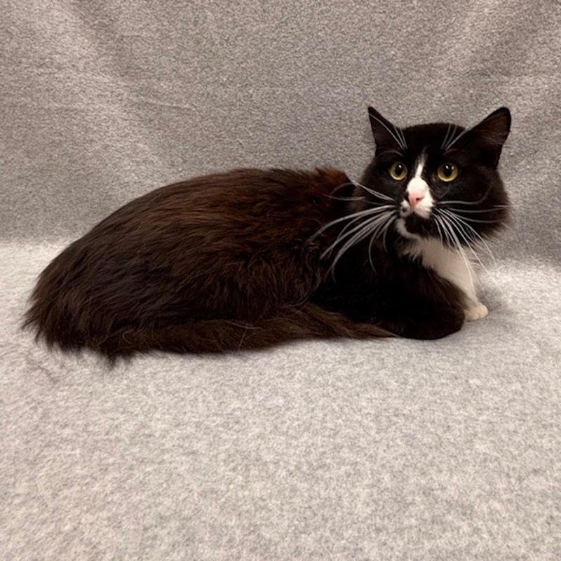 Adoptable Pet ID 833425