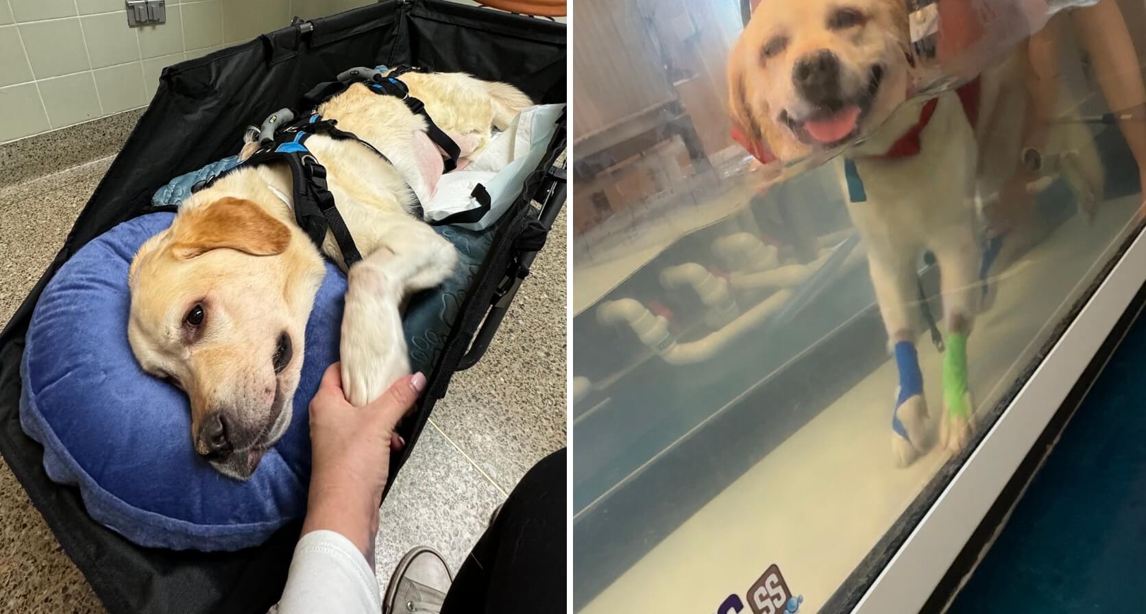 Koda during the early stages of his recovery and hydrotherapy.