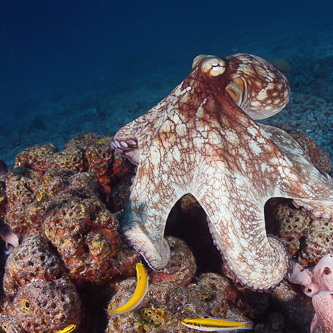 June & July Are Peak Season for This (Sharks, Octopus & More)