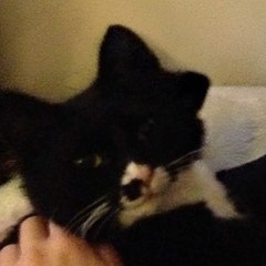 Tiffany's cat