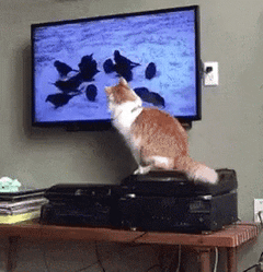 A cat watching birds on a TV