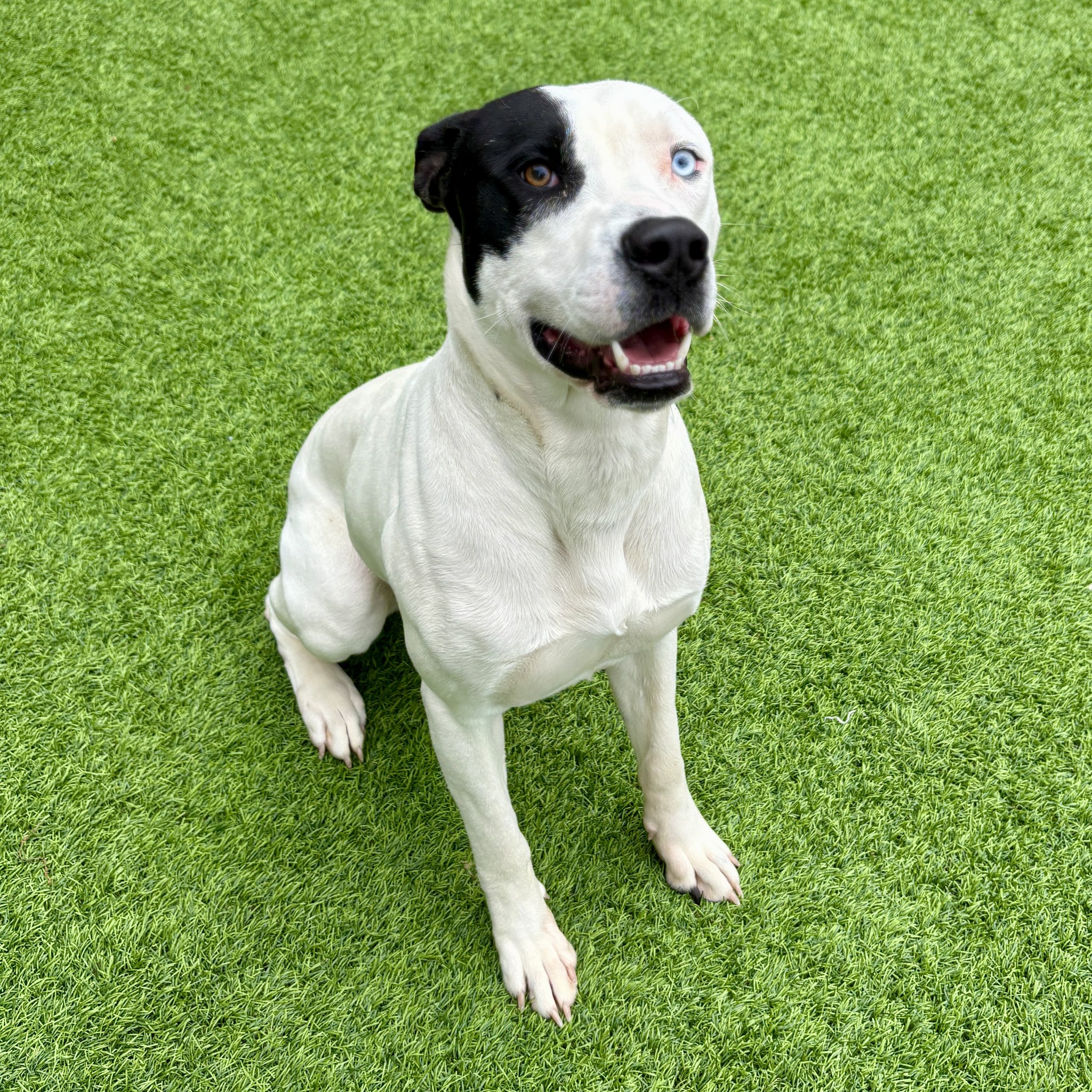 Adoptable dog of the week