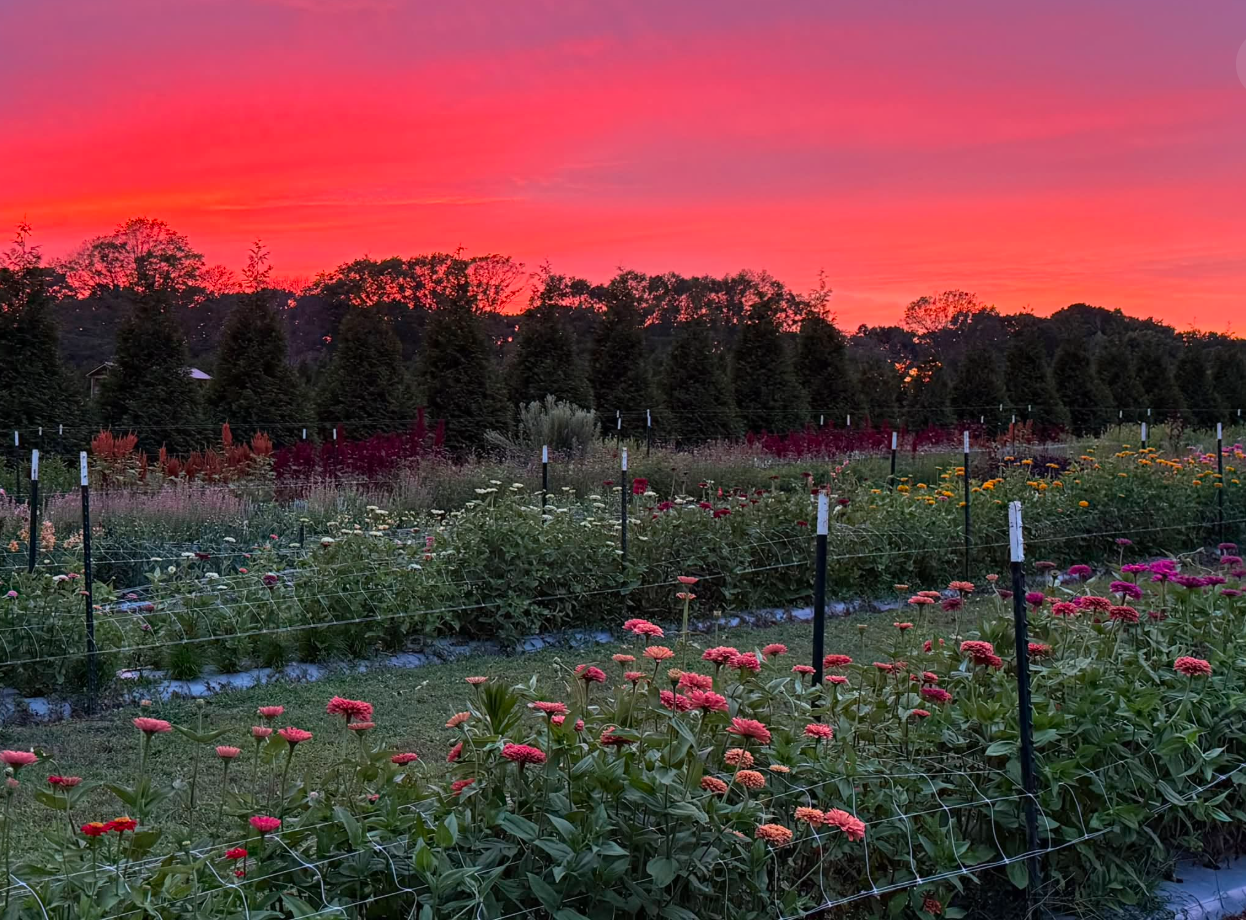 Sip and Clip flower evening at Sweet Magnolia Farmstead