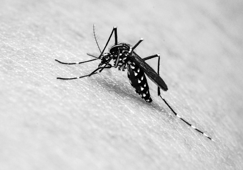Brasil pode ter epidemia de dengue em 2024