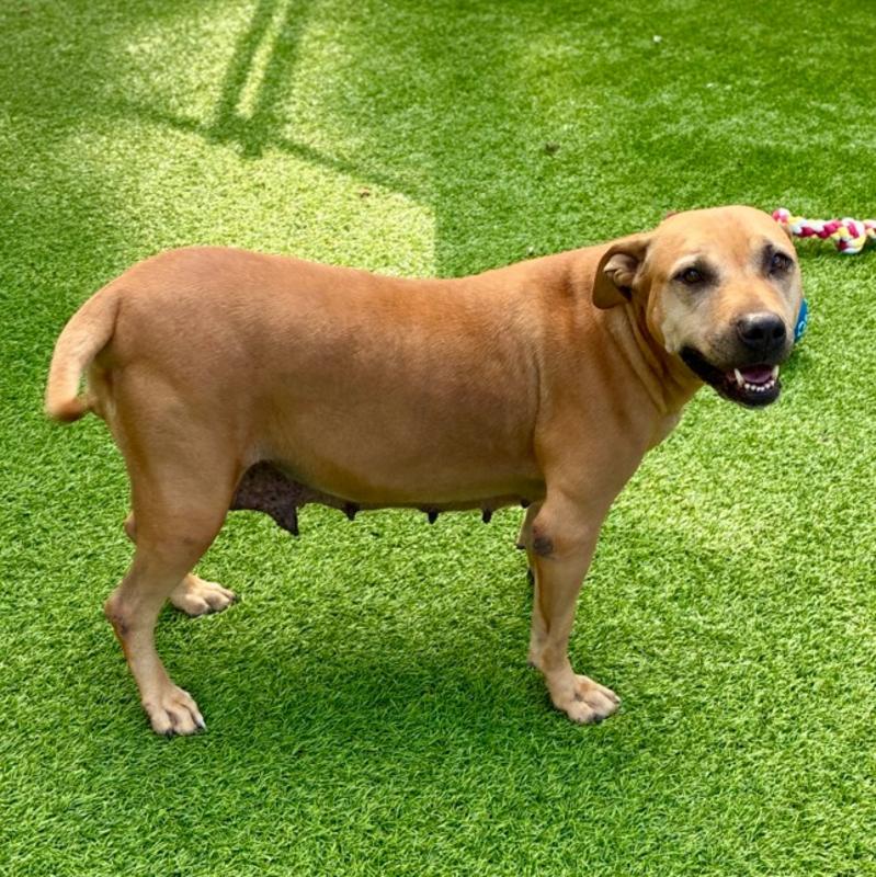 Adoptable 3-year-old Pit Bull mix, Animal ID 840854