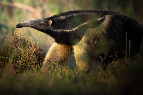 Giant Anteater in profile