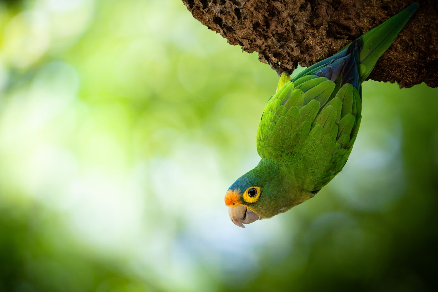 Orange-fronted Parakeet hanging upside down from an arboreal termite mound
