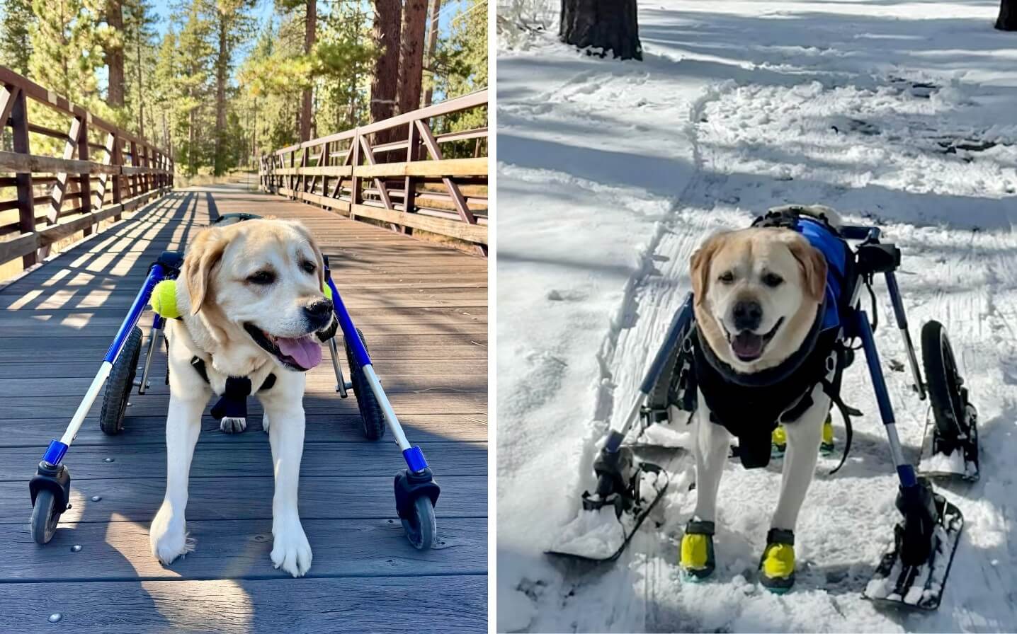 Koda the Labrador using his wheelchair during outdoor adventures throughout his recovery.