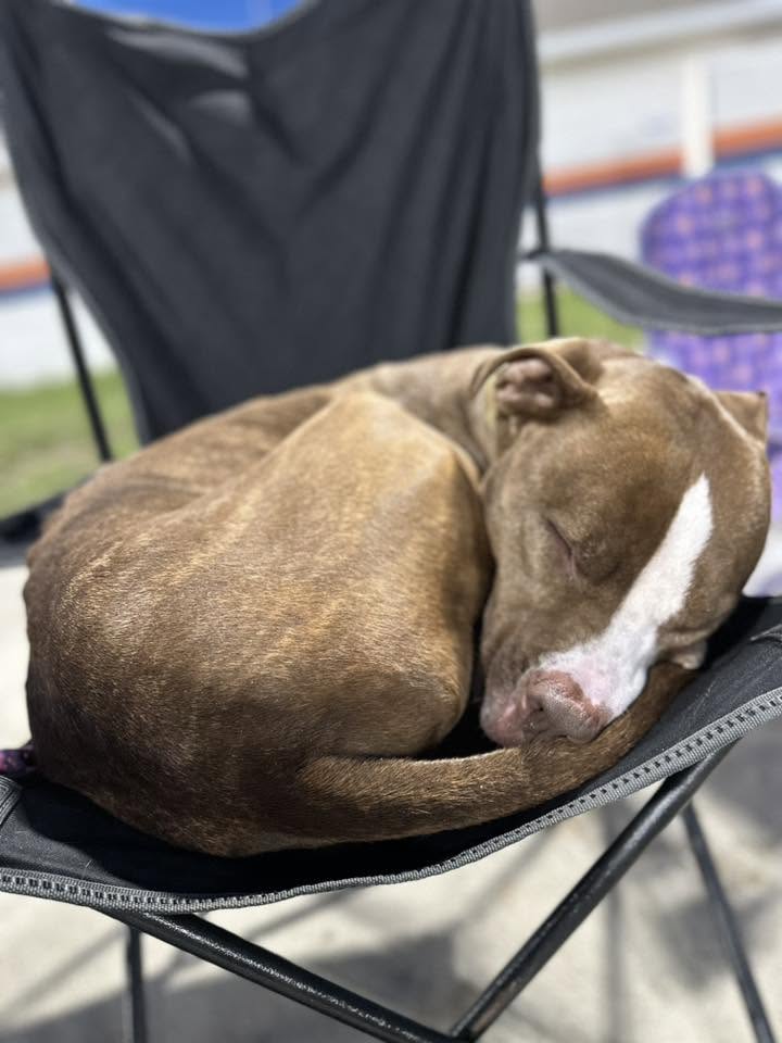 Gingy, a ginger Pit Mix
