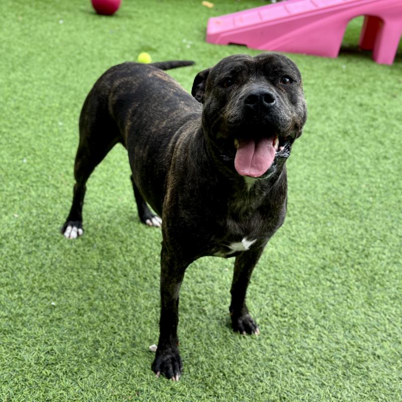 Ella, a brindle Pitbull mix available for adoption