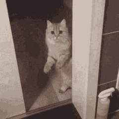 A cat opening and closing a door