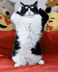 A cat celebrating a win