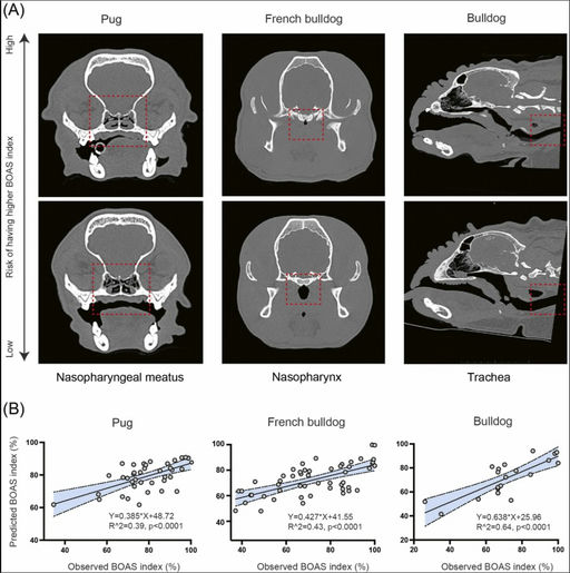 CT Reveals Why BOAS Severity Differs by Breed: Distinct Airway Risk ...
