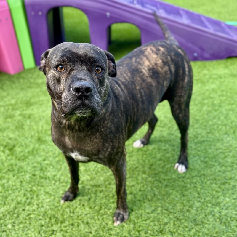 Ella, an adoptable dog looking for her forever home