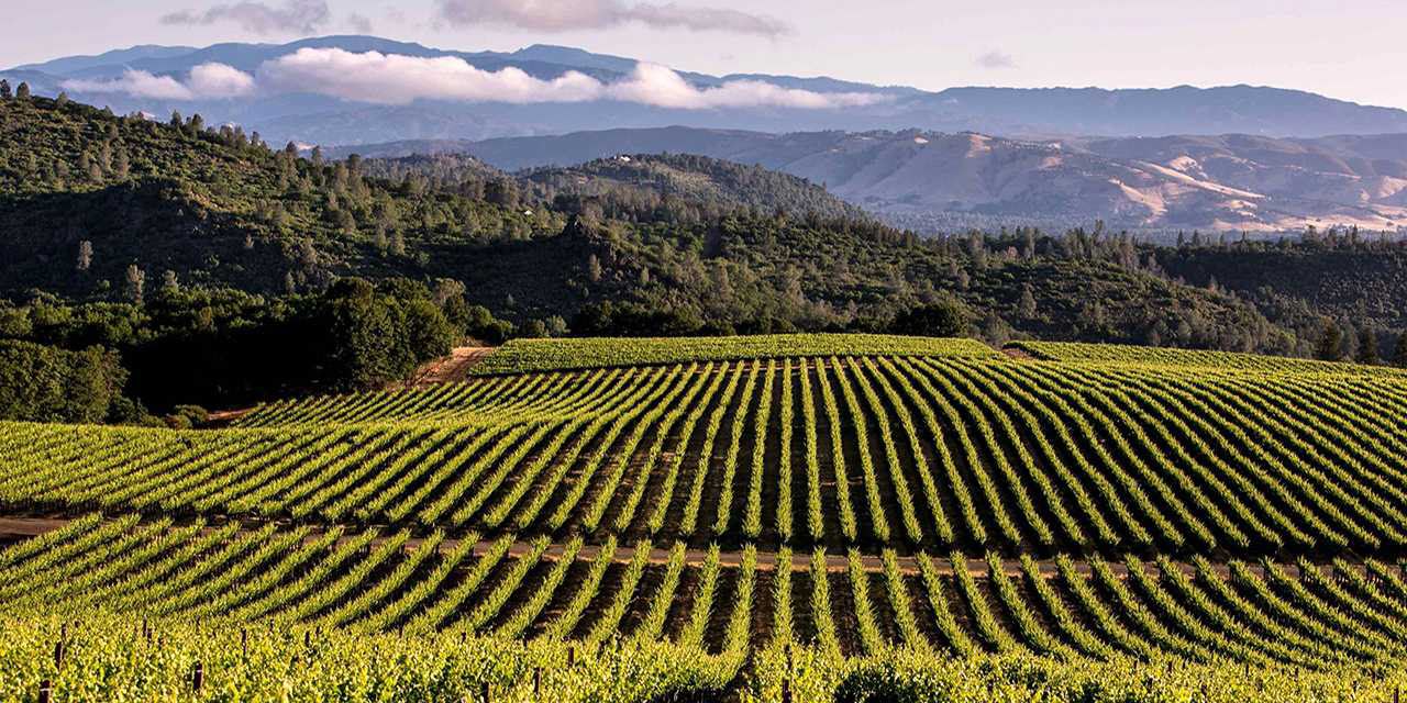 Central Valley vineyard landscape