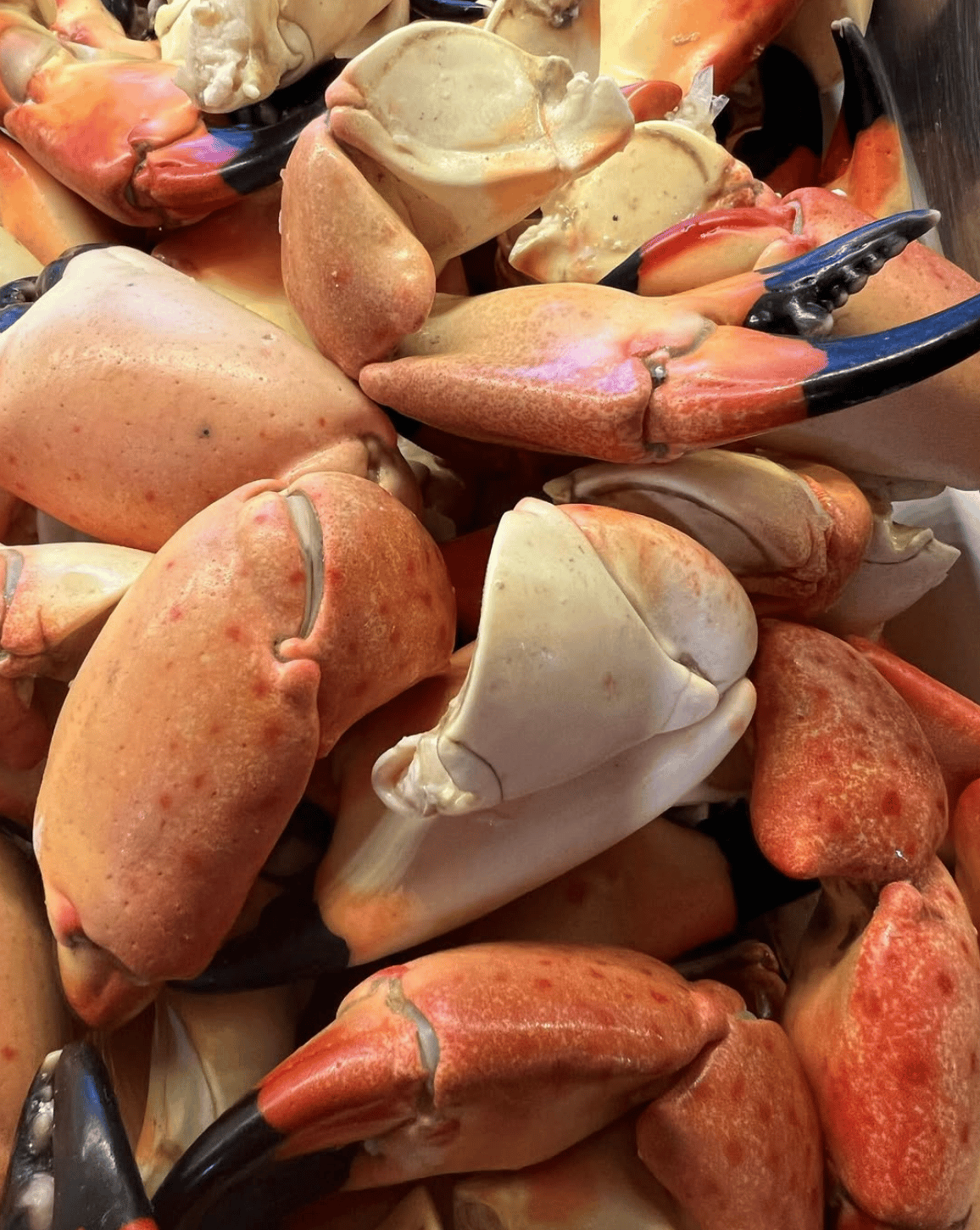 Stone crab claws in Naples