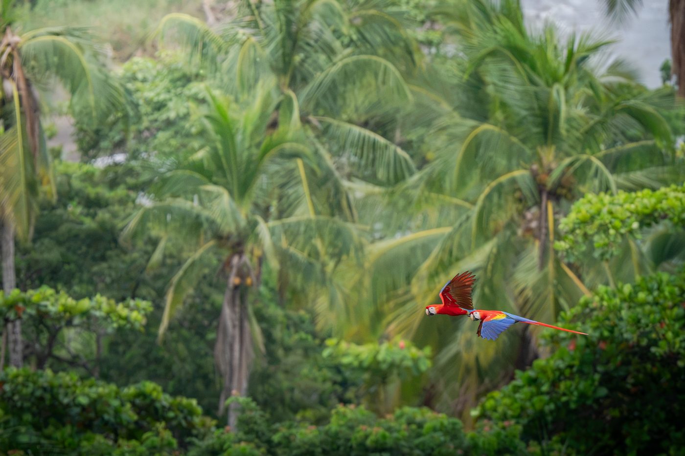 Scarlet Macaw pair flying side by side past coastal palms