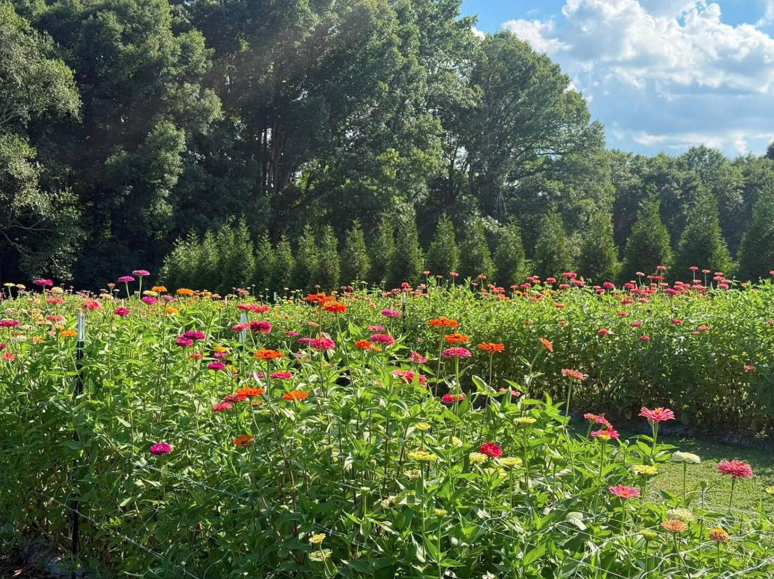 Sweet Magnolia Farmstead U-Pick Flowers
